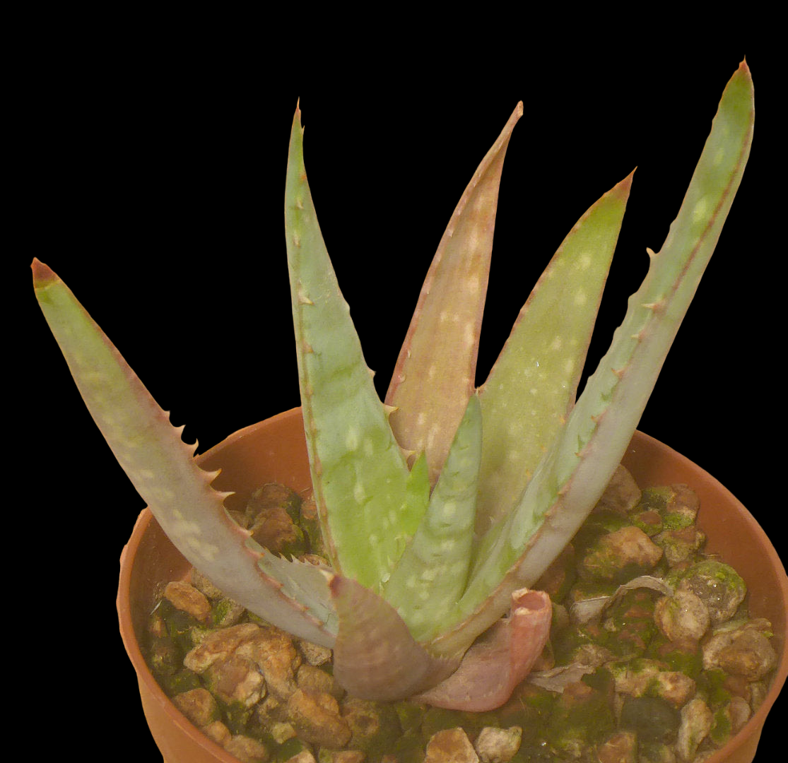 ALOE MILNE-READHEADII