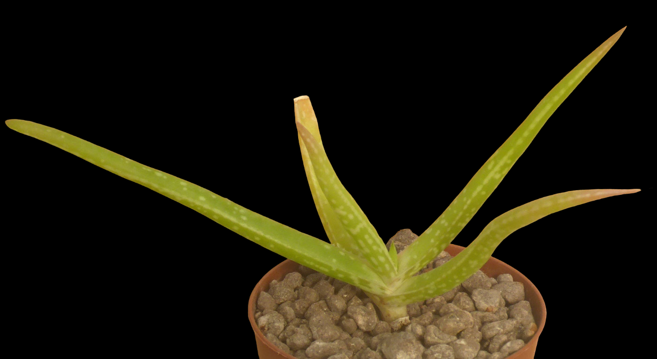 ALOE PENDENS