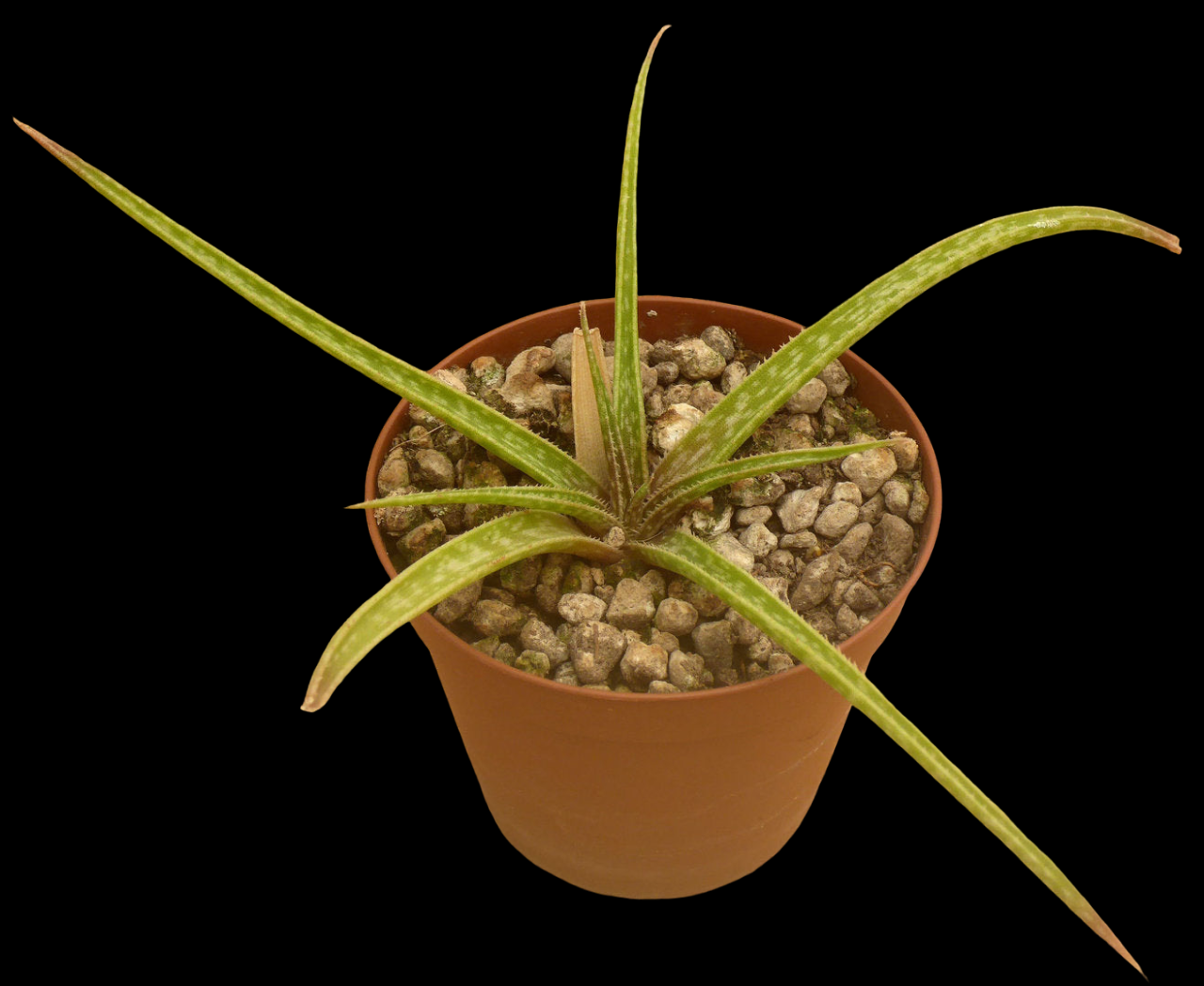 ALOE PERRIERI