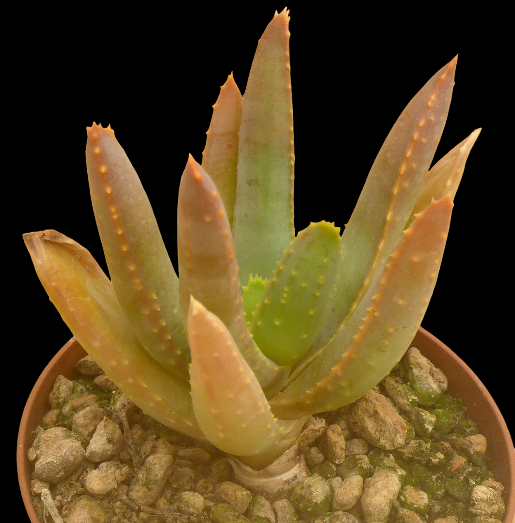 ALOE RAMOSISSIMA