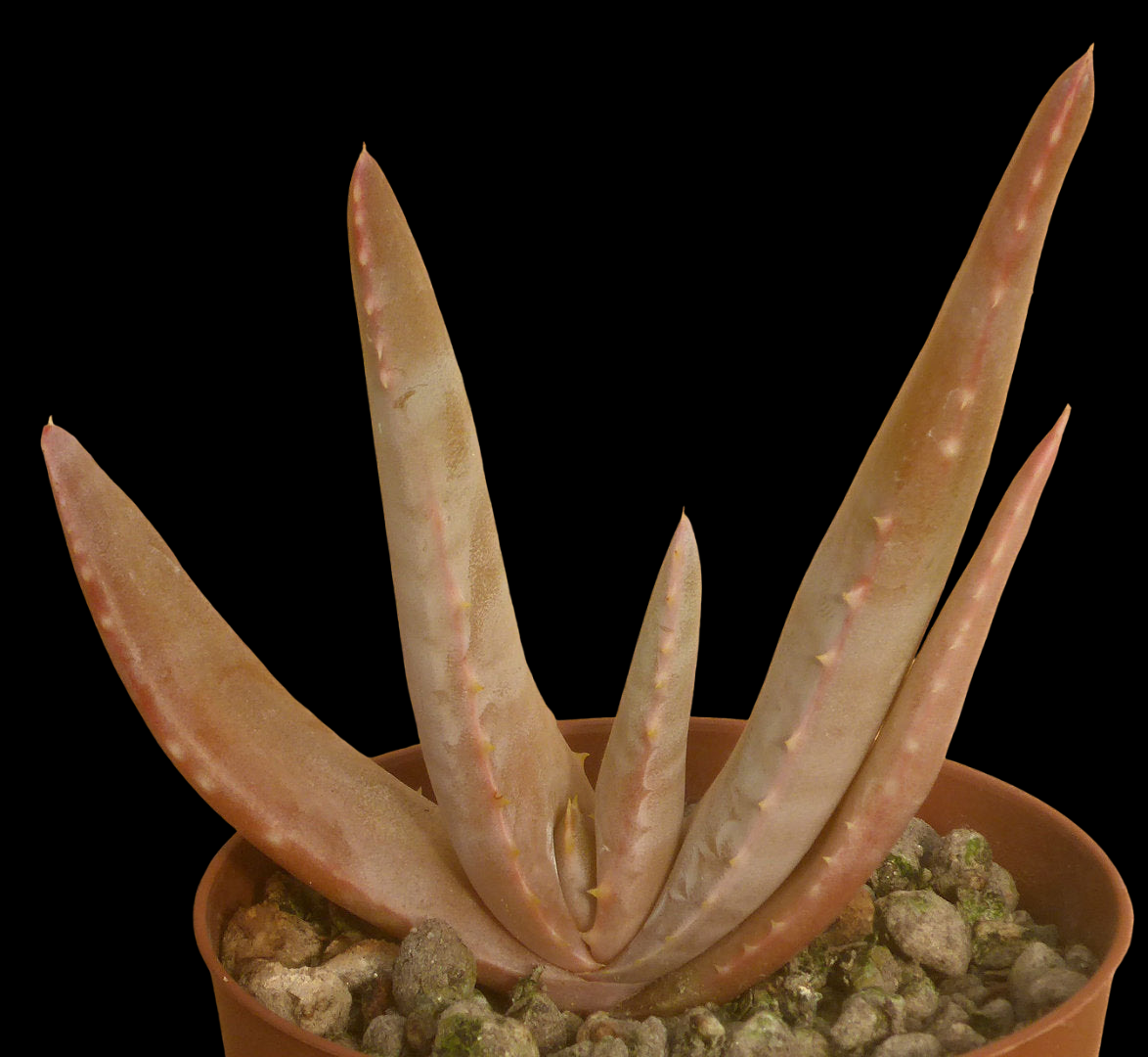 ALOE RAPANARIVOI