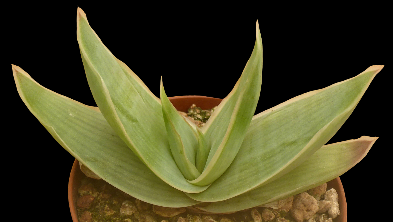 ALOE STRIATA