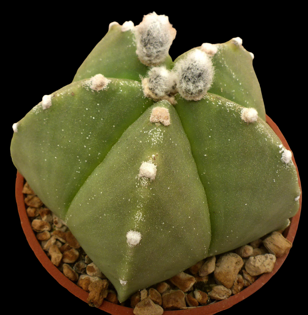 ASTROPHYTUM MYRIOSTIGMA V. NUDUM