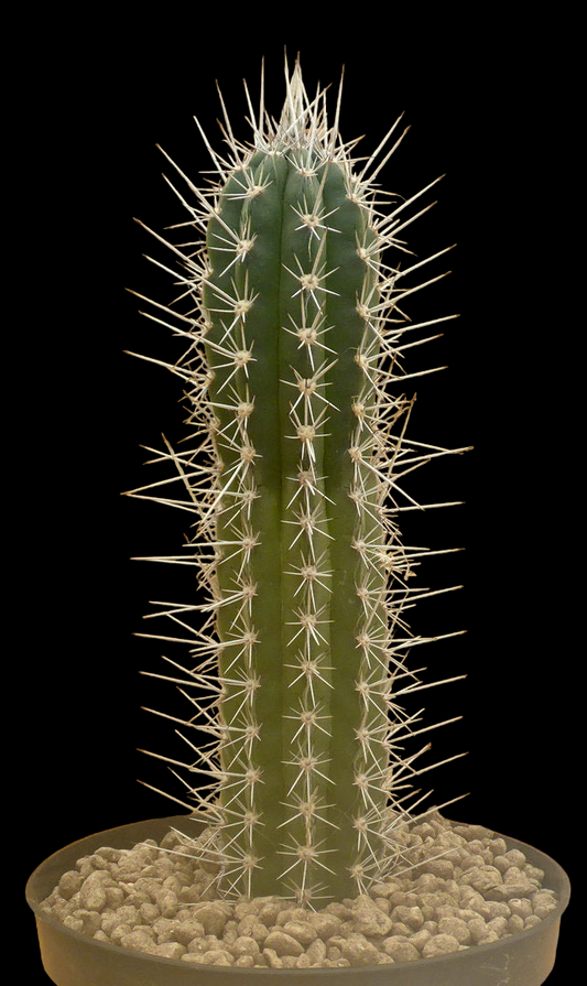 CLISTANTHOCEREUS TESSELATUS KK1472