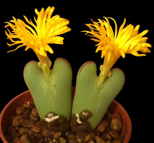 CONOPHYTUM BILOBUM SSP. CORDATUM