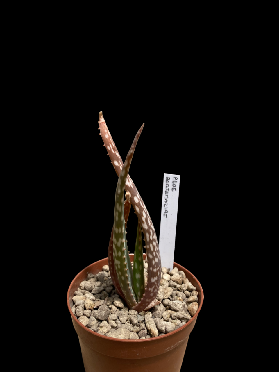 ALOE BERTEMARIAE