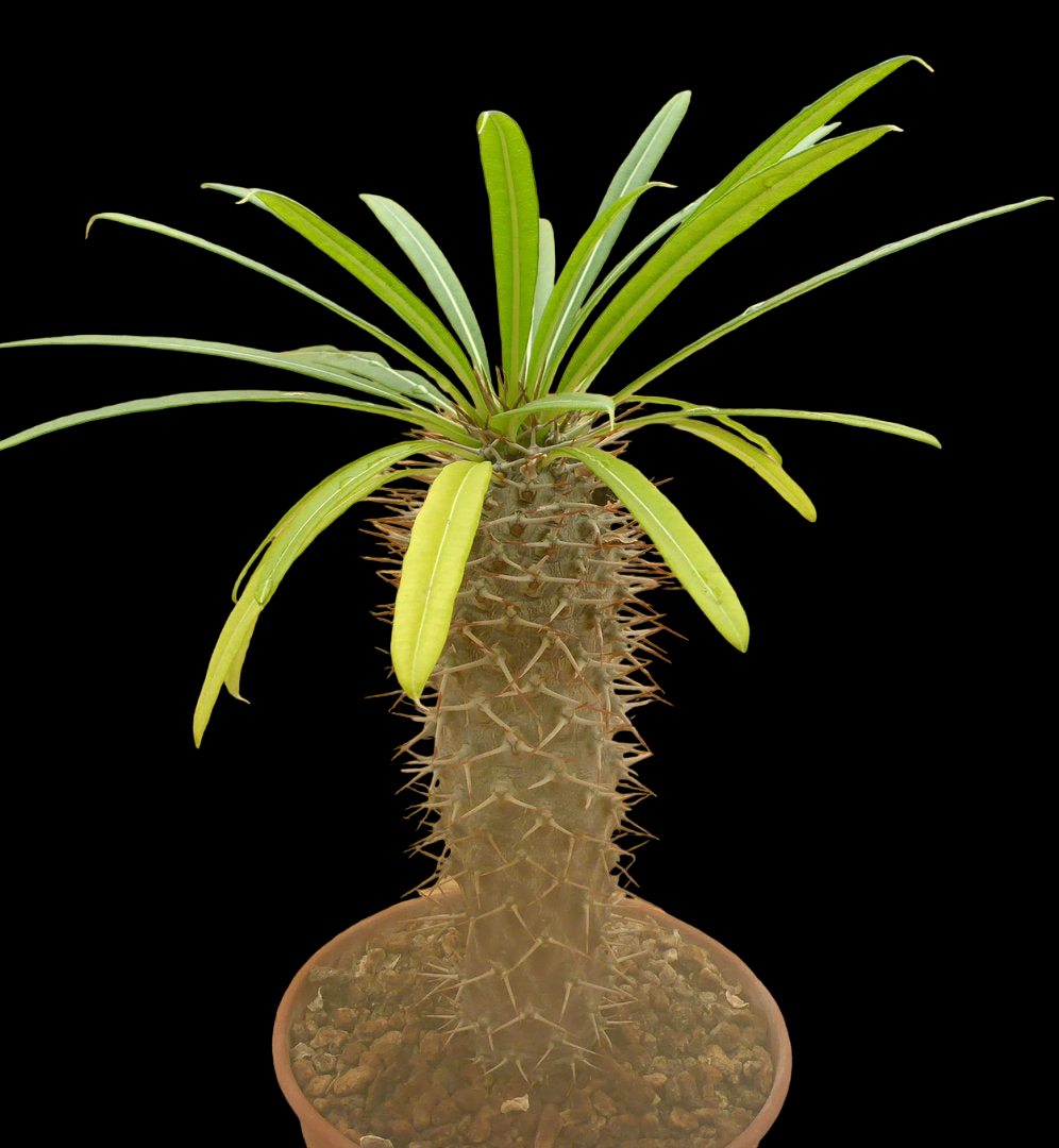 PACHYPODIUM LAMEREI CV ANDOHAHELA