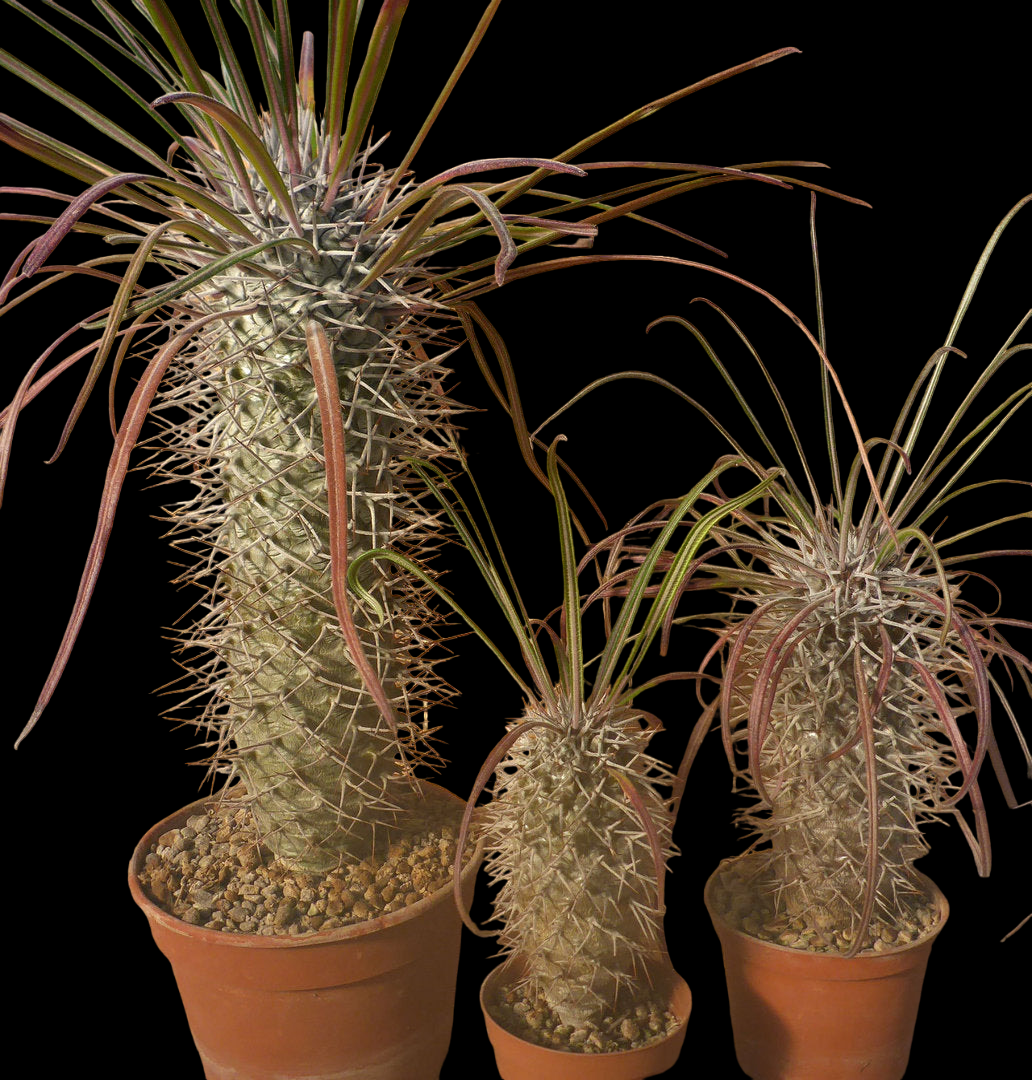 PACHYPODIUM GEAYI