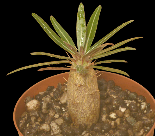 PACHYPODIUM ROSULATUM CACTIPES