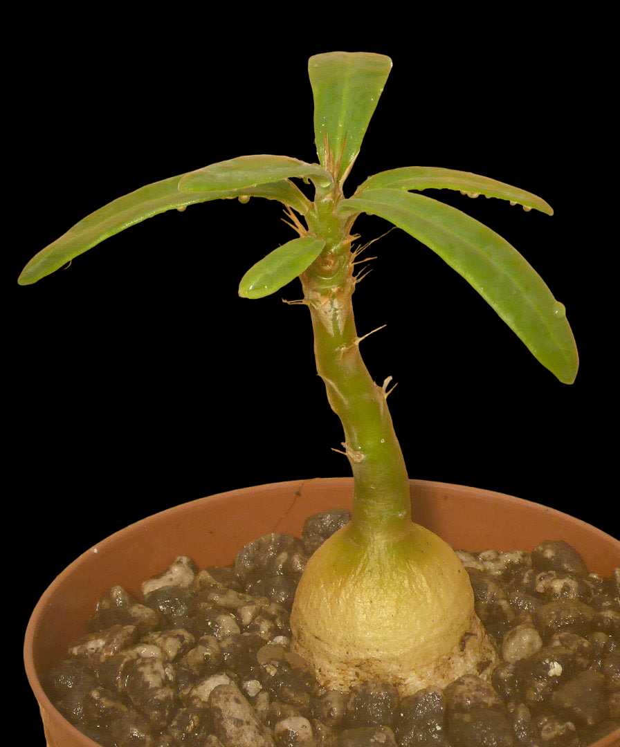 PACHYPODIUM SUCCULENTUM