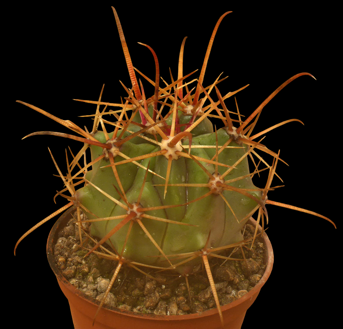 FEROCACTUS POTTSII