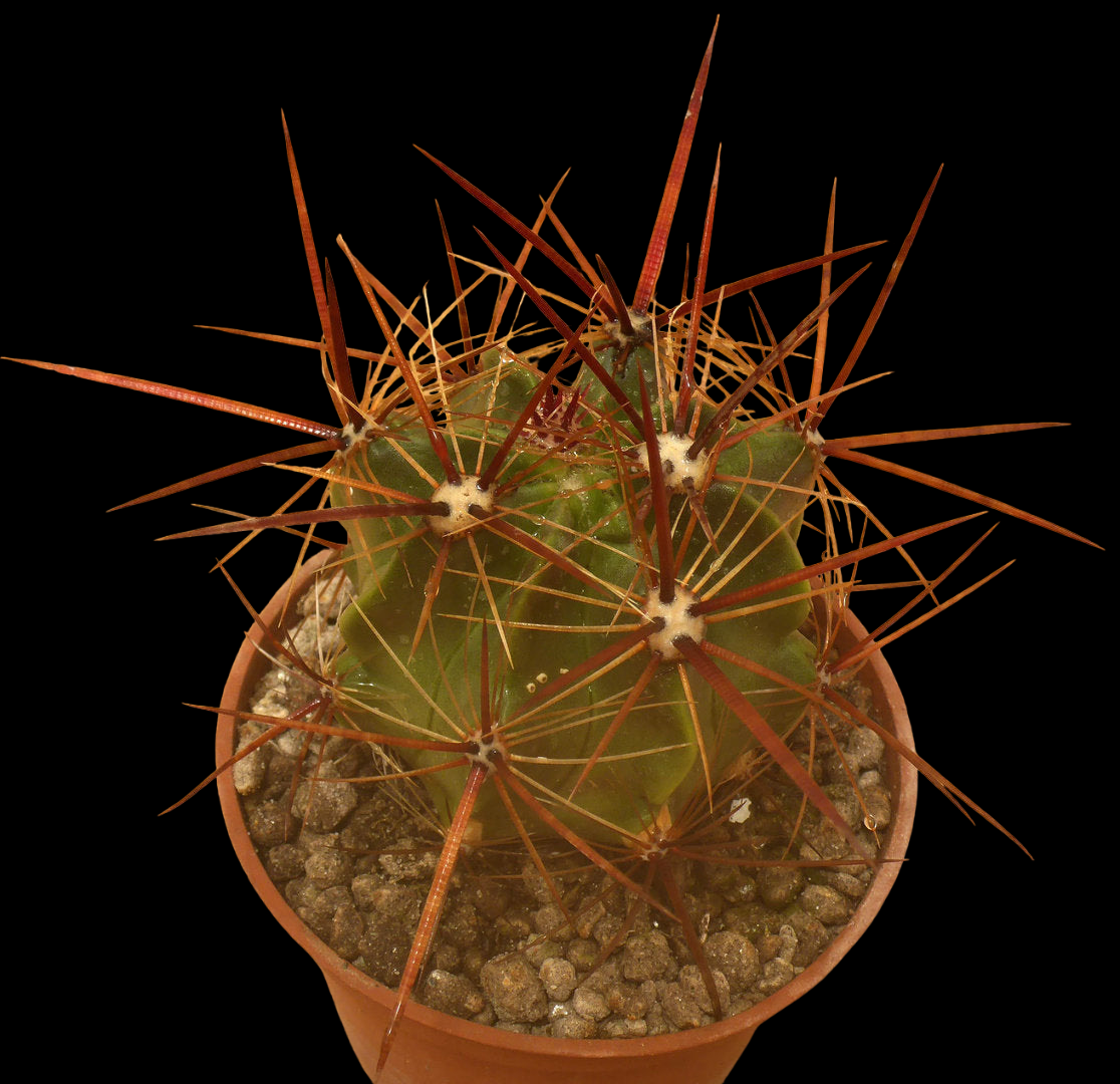 FEROCACTUS EMORYI SSP RECTISPINUS