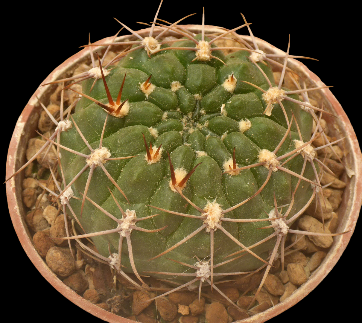 GYMNOCALYCIUM LONGISPINUM