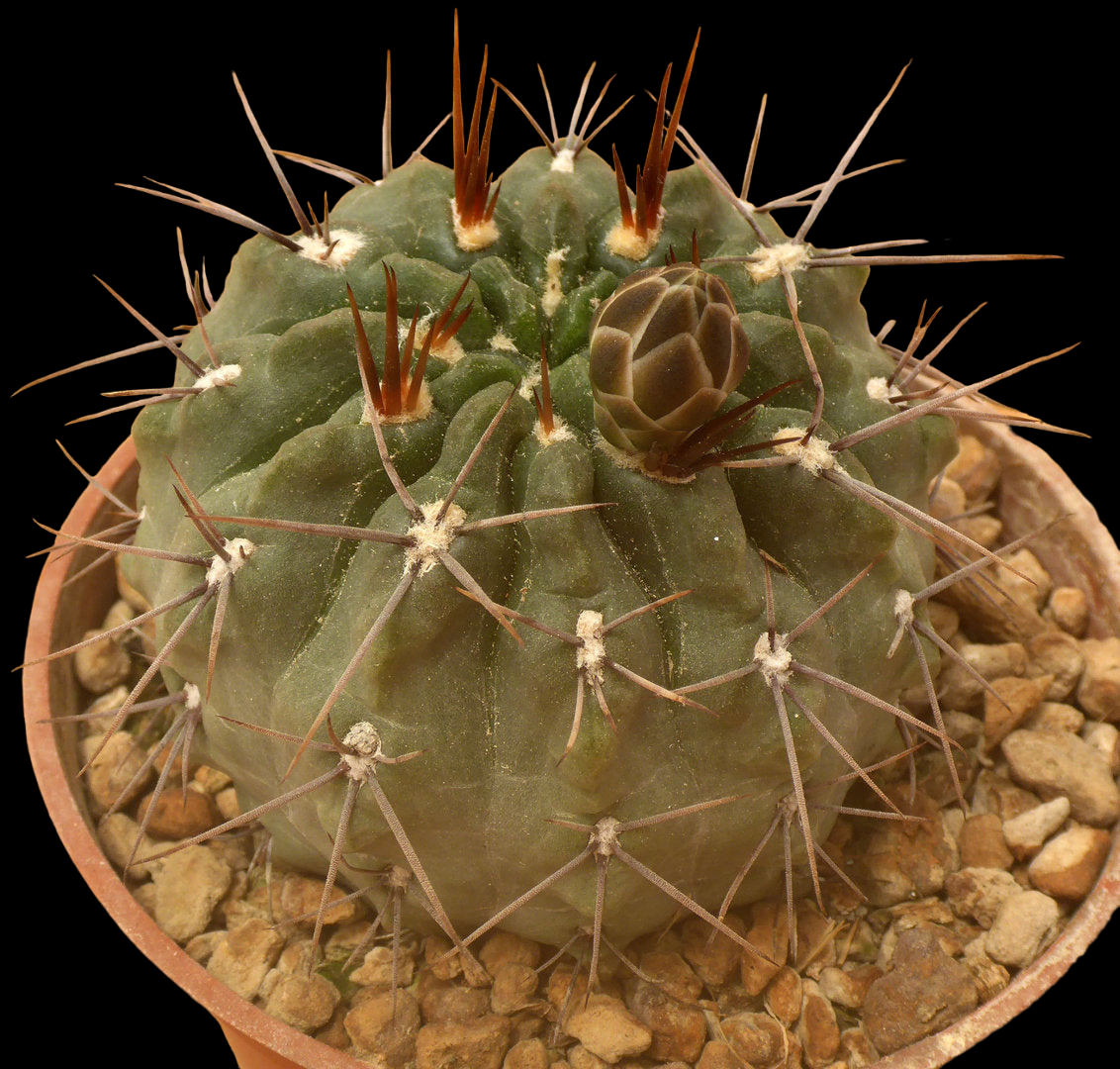 GYMNOCALYCIUM CHUBUTENSE