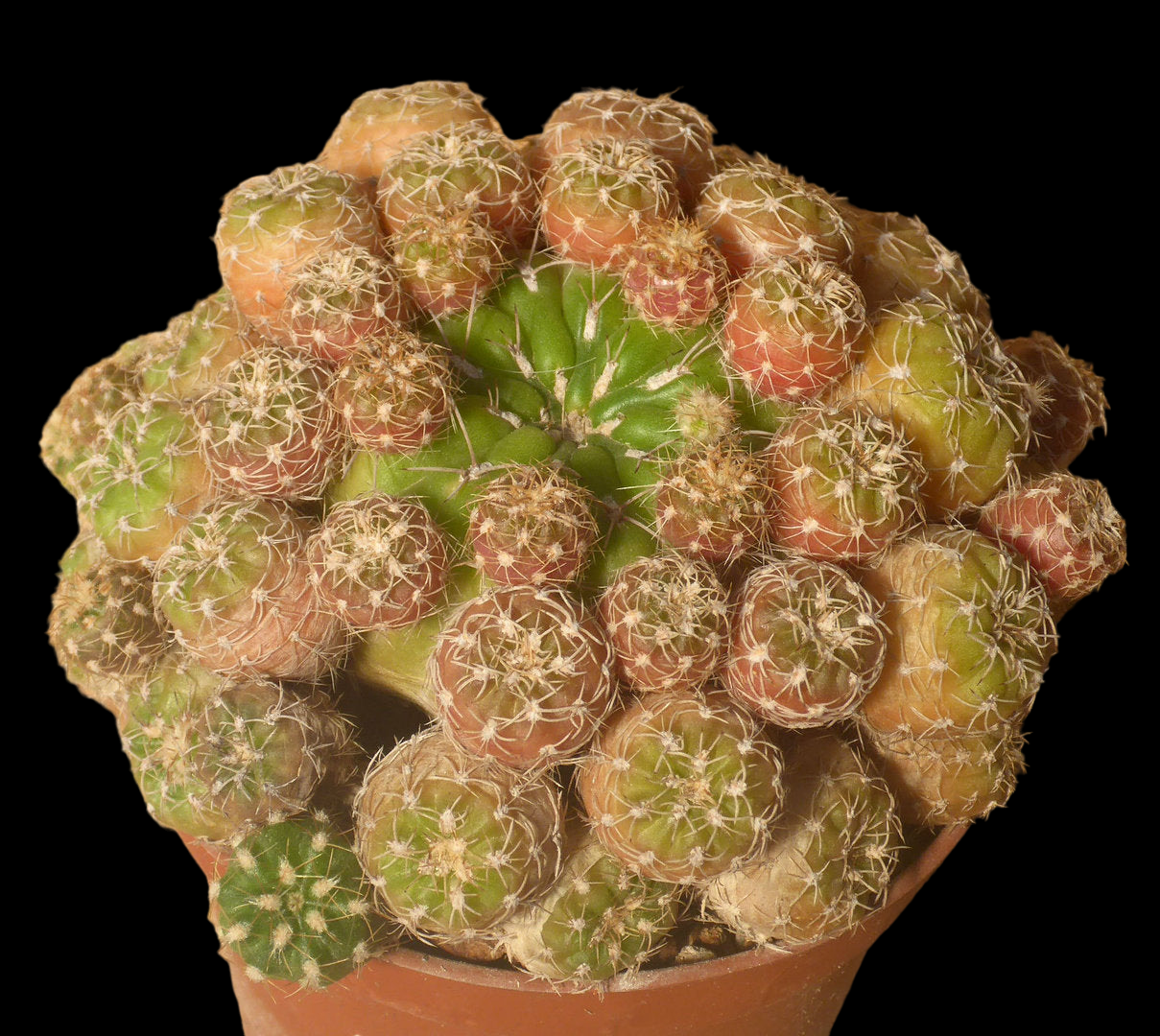 MATUCANA POLZII