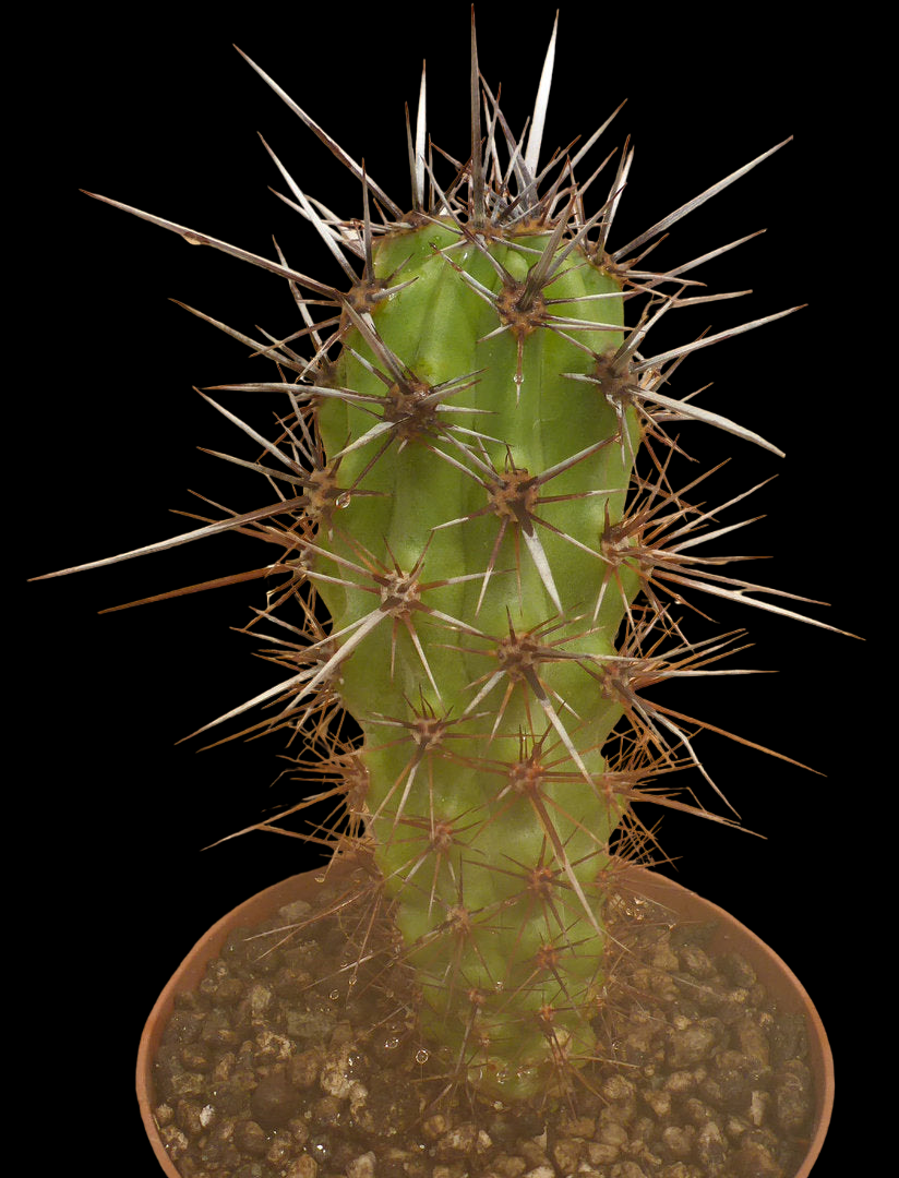 MACHAEROCEREUS GUMMOSUS