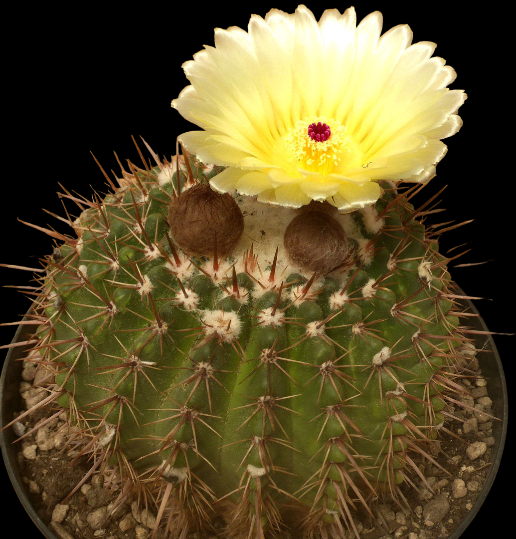 PARODIA SUBMAMMULOSA