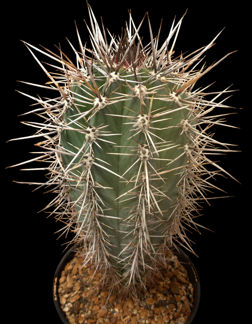 PACHYCEREUS PRINGLEI