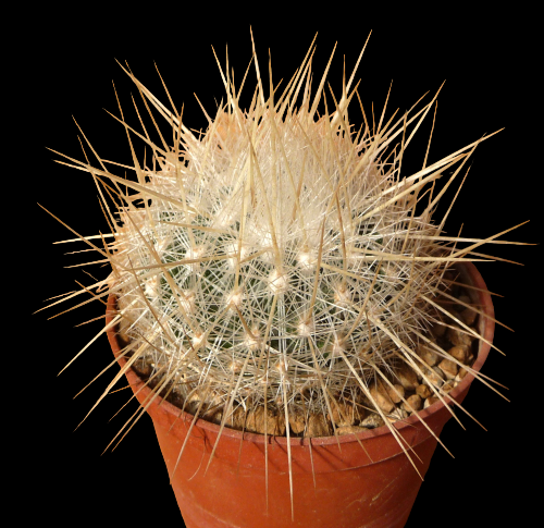 THELOCACTUS MACDOWELII