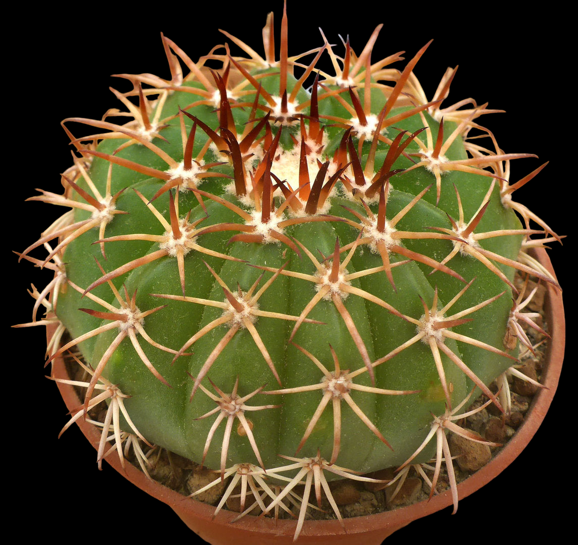 MELOCACTUS CONOIDEUS