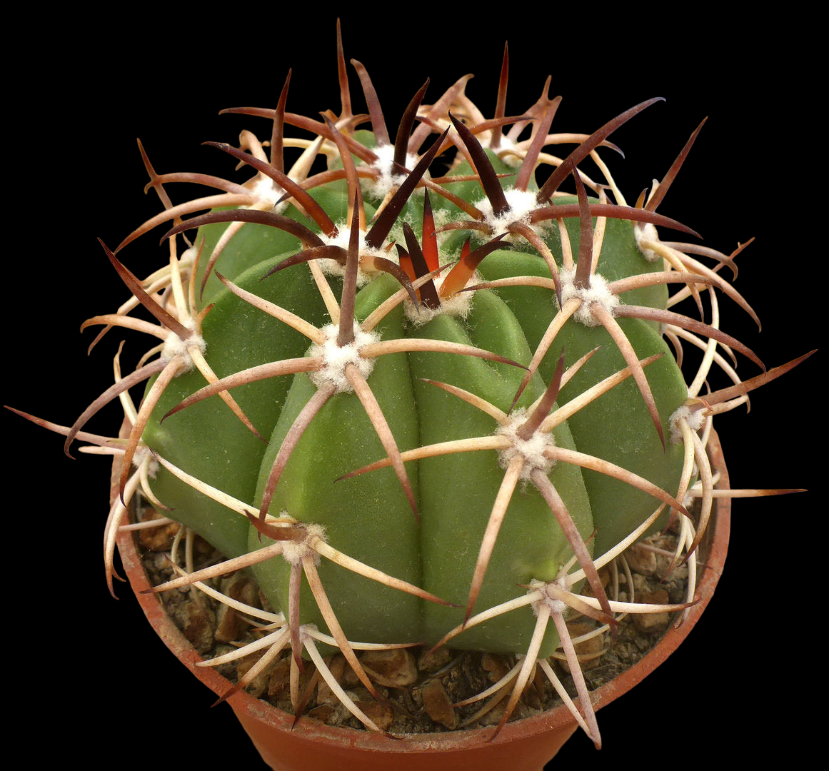 MELOCACTUS LEVITESTATUS