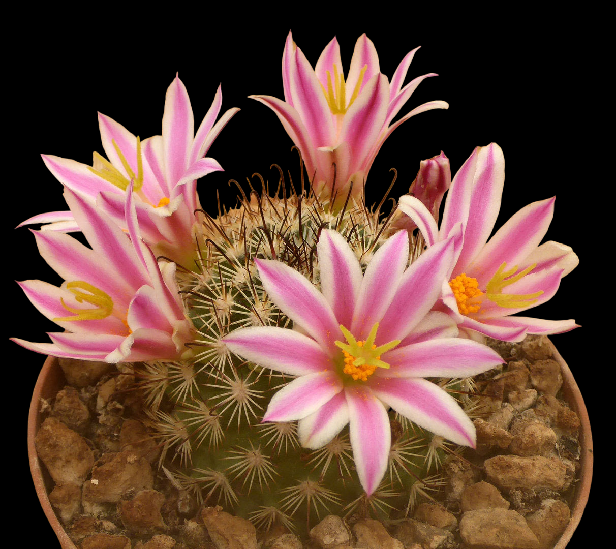 MAMMILARIA SCHURLIANA