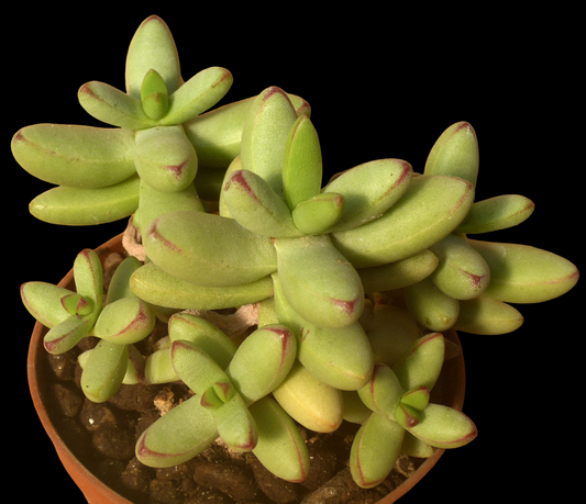 CRASSULA NUDICAULIS V. HERREI