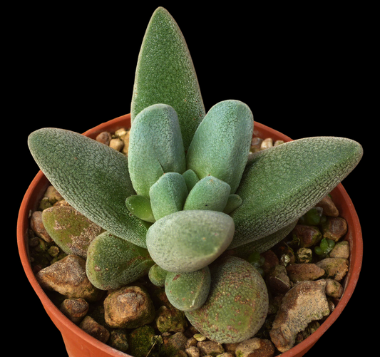 CRASSULA TECTA