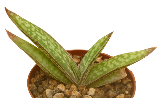 ALOE WELOENSIS