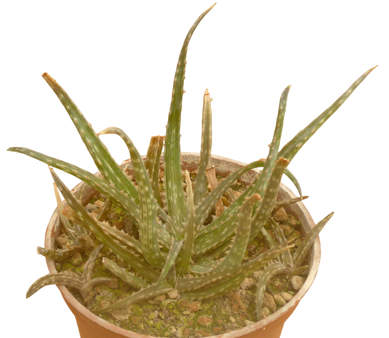 ALOE FLEURETTEANA