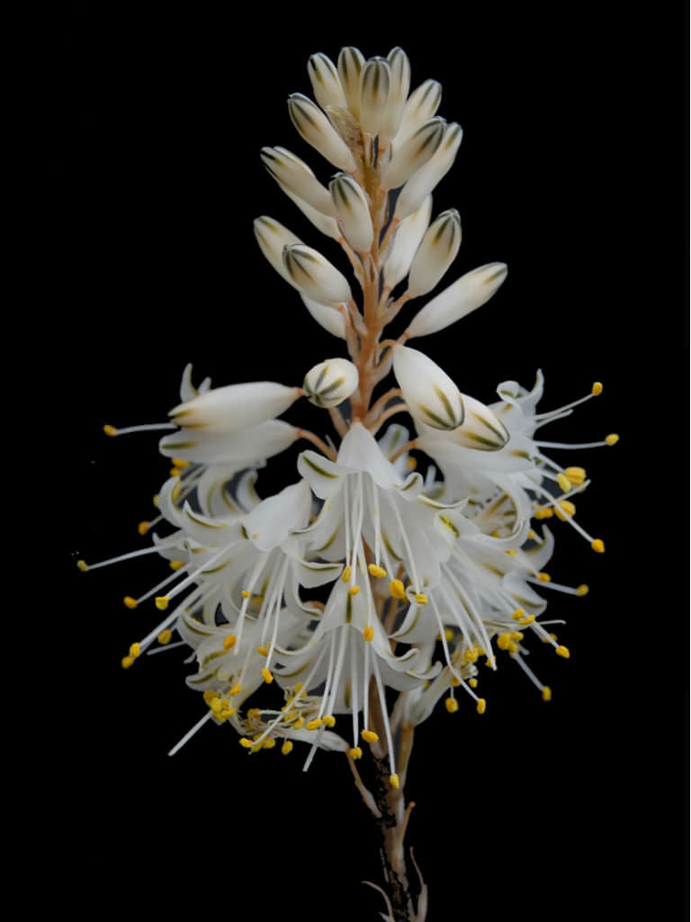 ALOE ALBIFLORA