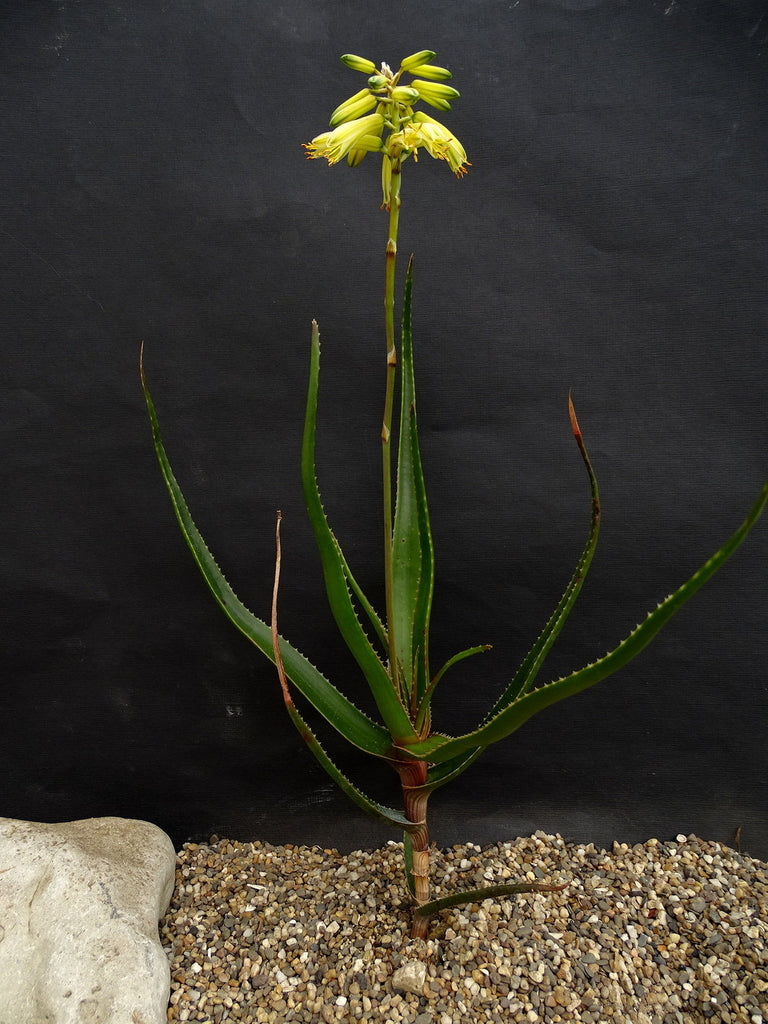 ALOE ALFREDII