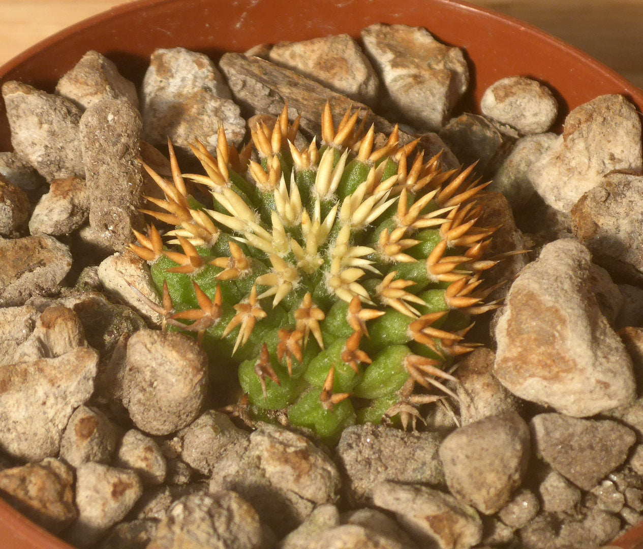 MAMMILARIA CAMPTOTRICHA CV BRU