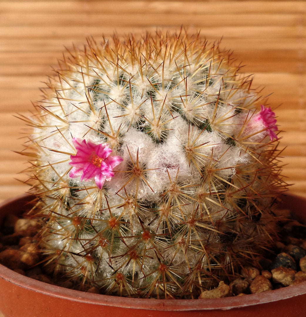 MAMMILARIA COLUMBIANA