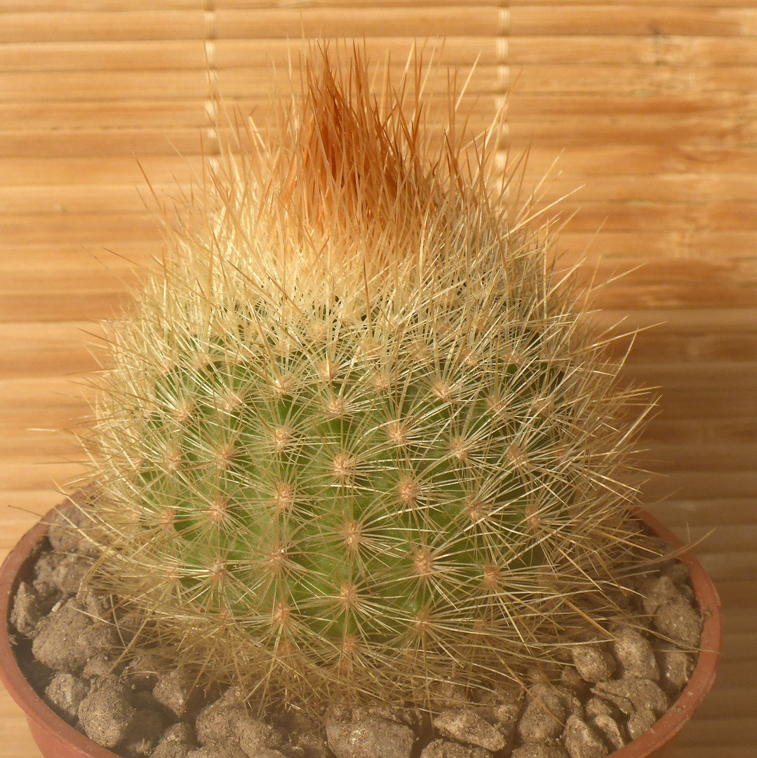 MATUCANA MYRIACANTHA