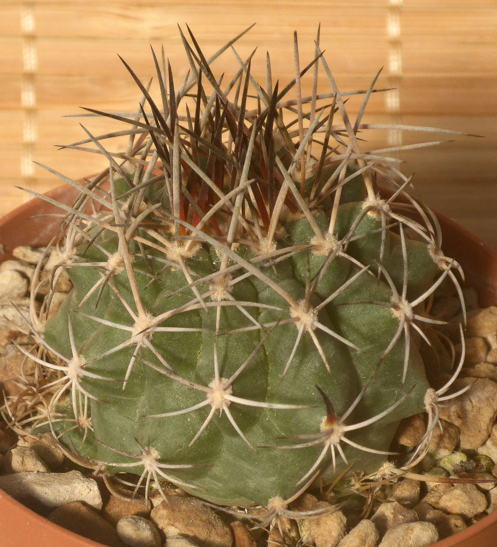 MATUCANA PAUCICOSTA KK754