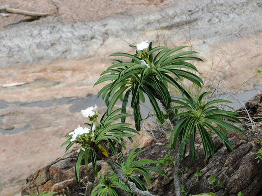 PACHYPODIUM LAMEREI CV ANDOHAHELA