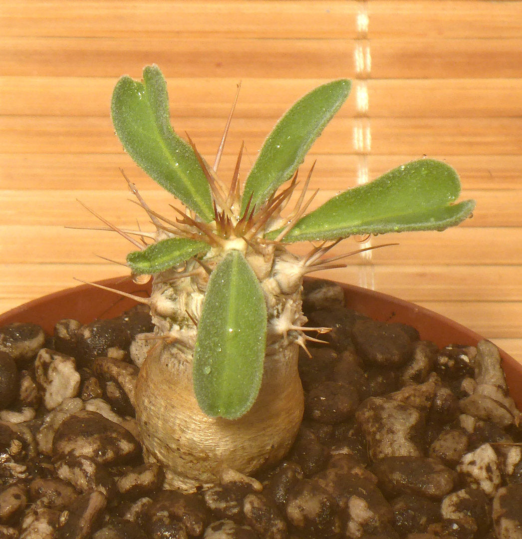 PACHYPODIUM NAMAQUANUM