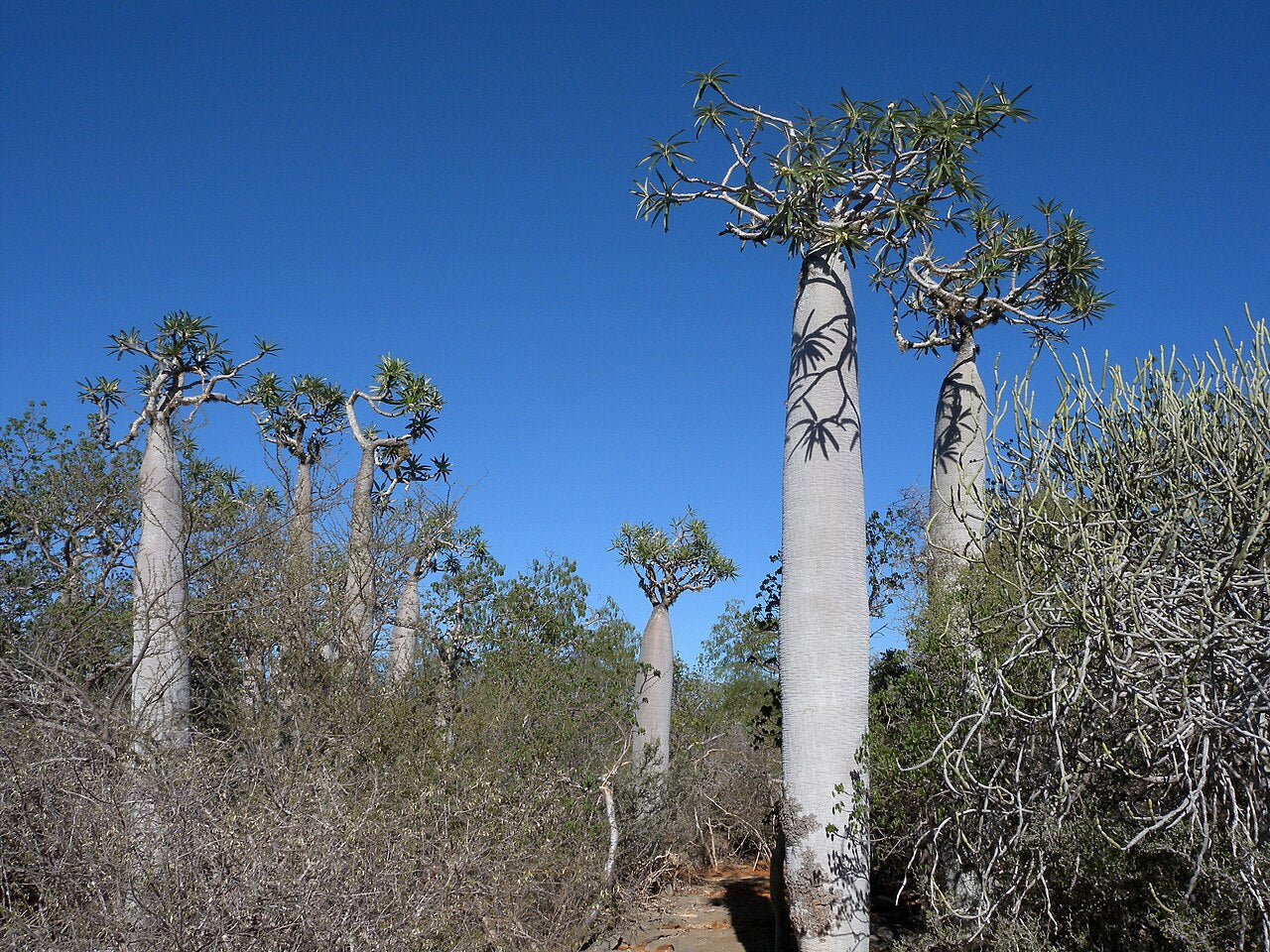 PACHYPODIUM GEAYI