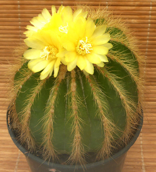 PARODIA WARASII