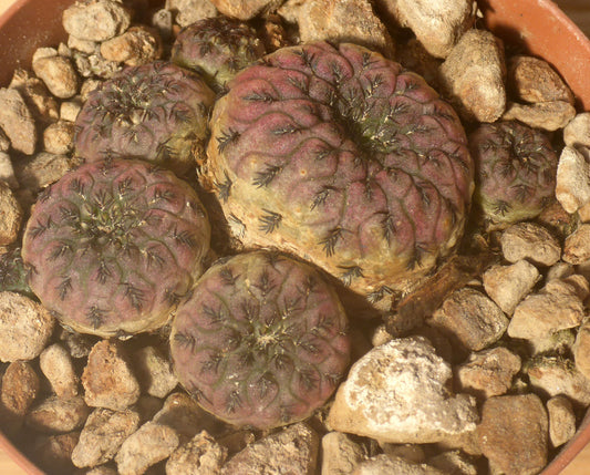 SULCOREBUTIA RAUSCHII