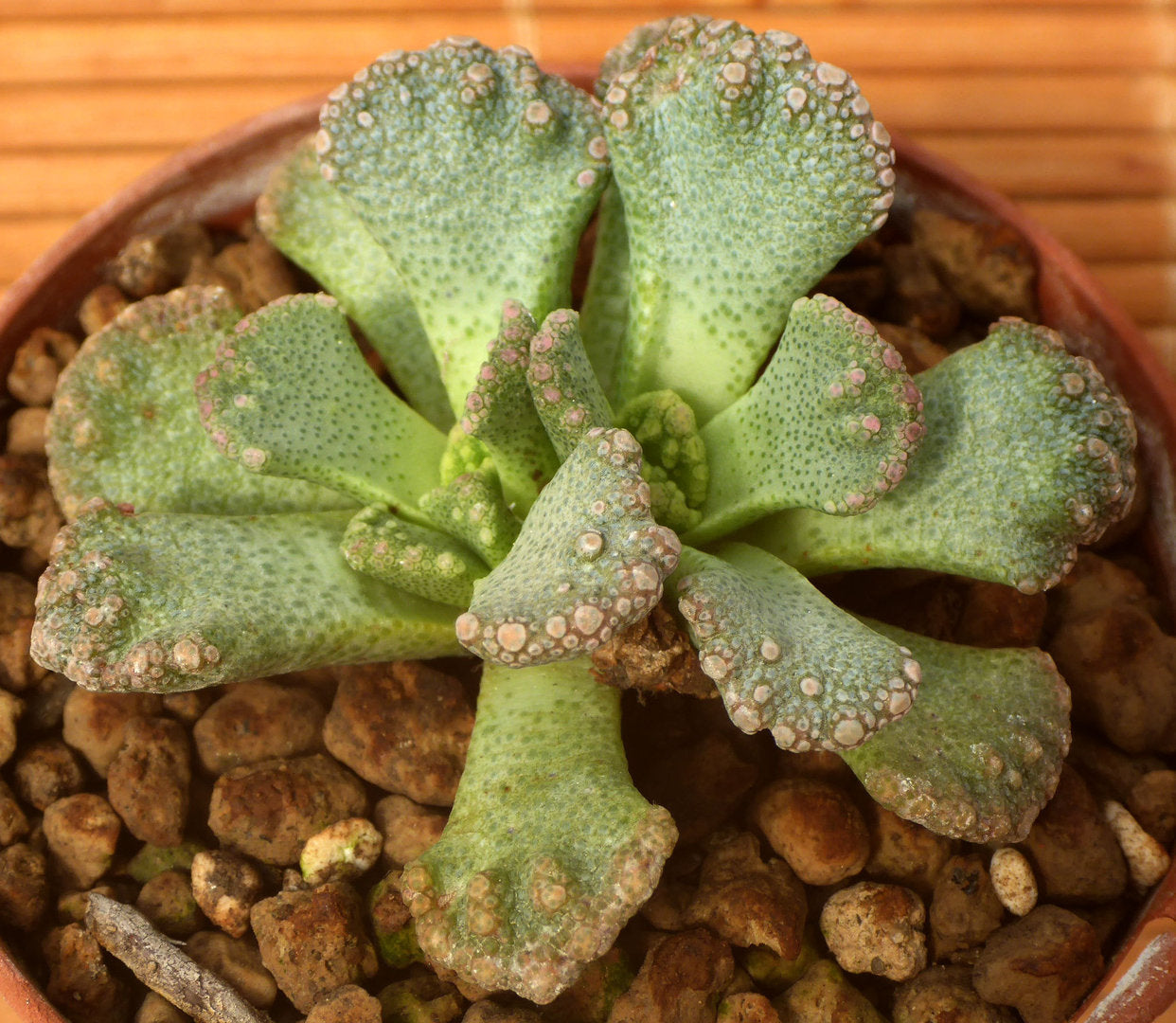 TITANOPSIS CALCAREA