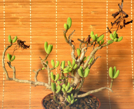 TYLECODON SCHAEFERIANUS