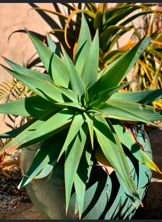 ALOE ANKOBERENSIS