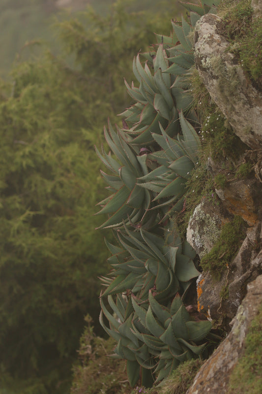 ALOE ANKOBERENSIS