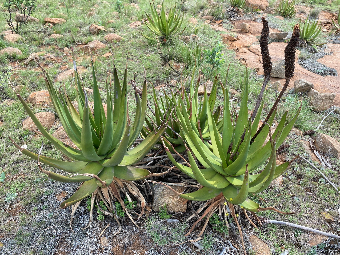 ALOE BARBARA-JEPPEAE