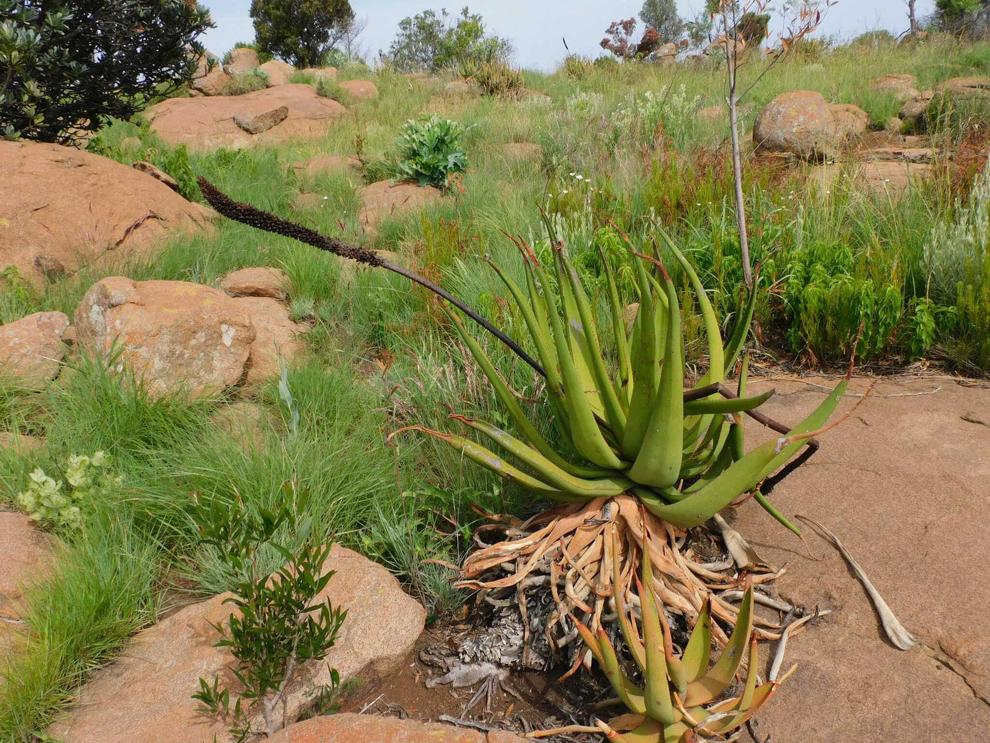 ALOE BARBARA-JEPPEAE