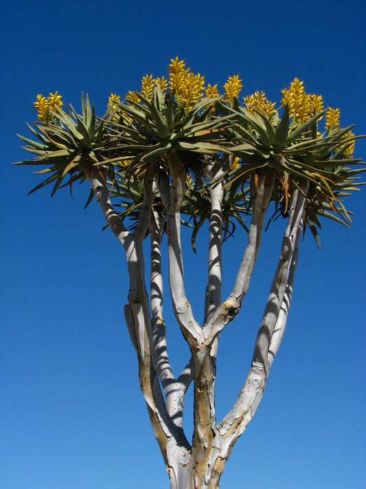 ALOE DICHOTOMA