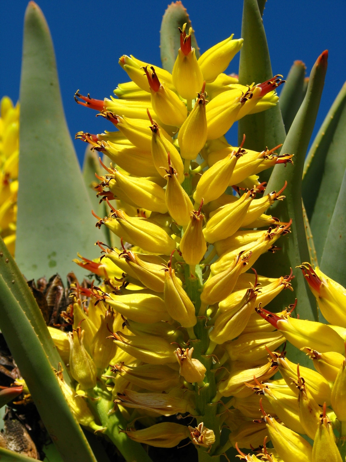 ALOE DICHOTOMA