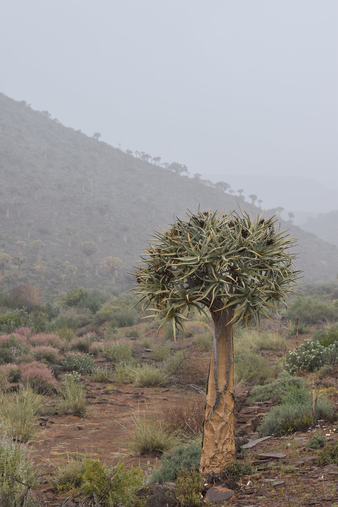 ALOE DICHOTOMA